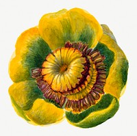 Yellow lotus flower botanical illustration, remixed from the artworks by Mary Vaux Walcott