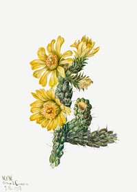 Vintage whipple cholla flower psd illustration floral drawing