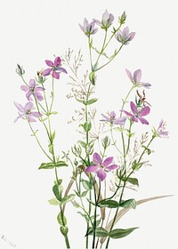 Gentianacease sabbalia angularis (1880) by <a href="https://www.rawpixel.com/search/Mary%20Vaux%20Walcott?sort=curated&amp;page=1">Mary Vaux Walcott</a>. Original from The Smithsonian. Digitally enhanced by rawpixel.
