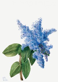 California Lilac (Ceanothus thyrsiflorus) (1935) by <a href="https://www.rawpixel.com/search/Mary%20Vaux%20Walcott?sort=curated&amp;page=1">Mary Vaux Walcott</a>. Original from The Smithsonian. Digitally enhanced by rawpixel.
