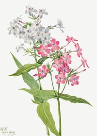 Perennial Phlox psd spring flower botanical vintage illustration