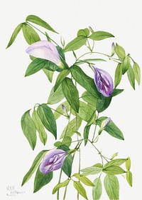 Vintage butterfly pea flower psd illustration floral drawing