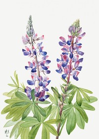 Lupine (Lupinus fornosus) (1935) by <a href="https://www.rawpixel.com/search/Mary%20Vaux%20Walcott?sort=curated&amp;page=1">Mary Vaux Walcott</a>. Original from The Smithsonian. Digitally enhanced by rawpixel.