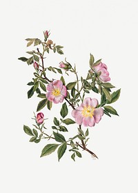 Rose Mallow (Hibiscus moscheutos) (1878) by <a href="https://www.rawpixel.com/search/Mary%20Vaux%20Walcott?sort=curated&amp;page=1">Mary Vaux Walcott</a>. Original from The Smithsonian. Digitally enhanced by rawpixel.