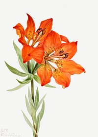 Vintage red lily flower psd illustration floral drawing