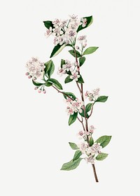 Blooming red chokeberry psd hand drawn floral illustration