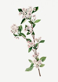Red Chokeberry (Aronia arbutifolia) (1920) by <a href="https://www.rawpixel.com/search/Mary%20Vaux%20Walcott?sort=curated&amp;page=1">Mary Vaux Walcott</a>. Original from The Smithsonian. Digitally enhanced by rawpixel.