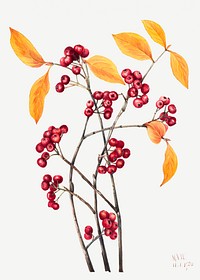 Red chokeberry flower psd botanical illustration