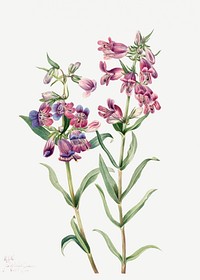 Prairie Pentstemon (Pentstemon erianthera) (1923) by <a href="https://www.rawpixel.com/search/Mary%20Vaux%20Walcott?sort=curated&amp;page=1">Mary Vaux Walcott</a>. Original from The Smithsonian. Digitally enhanced by rawpixel.