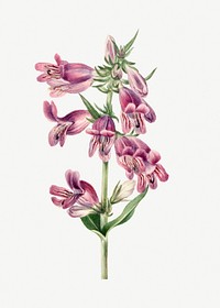 Blooming Prairie pentstemon hand drawn floral illustration, remixed from the artworks by Mary Vaux Walcott