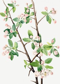 Wild Sweet Crab (Malus coronaria) (1920) by <a href="https://www.rawpixel.com/search/Mary%20Vaux%20Walcott?sort=curated&amp;page=1">Mary Vaux Walcott</a>. Original from The Smithsonian. Digitally enhanced by rawpixel.
