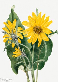 Vintage balsamroot psd botanical illustration watercolor