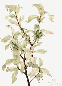 Silverberry (Elaeagnus commutata) (1922) by <a href="https://www.rawpixel.com/search/Mary%20Vaux%20Walcott?sort=curated&amp;page=1">Mary Vaux Walcott</a>. Original from The Smithsonian. Digitally enhanced by rawpixel.