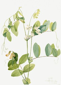 White pea psd botanical illustration watercolor