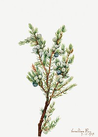 Mountain Juniper (Juniperus sibirica) (1917) by Mary Vaux Walcott. Original from The Smithsonian. Digitally enhanced by rawpixel.