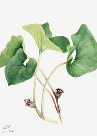Canada Wild Ginger (Asarum canadense) (1920) by <a href="https://www.rawpixel.com/search/Mary%20Vaux%20Walcott?sort=curated&amp;page=1">Mary Vaux Walcott</a>. Original from The Smithsonian. Digitally enhanced by rawpixel.