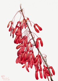 Carolina Maple (Acer carolinianum) (1923) by <a href="https://www.rawpixel.com/search/Mary%20Vaux%20Walcott?sort=curated&amp;page=1">Mary Vaux Walcott</a>. Original from The Smithsonian. Digitally enhanced by rawpixel.