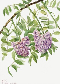 American Wisteria (Kraunhia frutescens) (1925) by Mary Vaux Walcott. Original from The Smithsonian. Digitally enhanced by rawpixel.