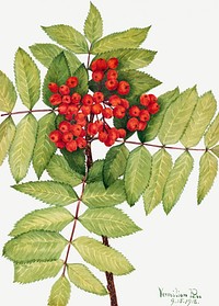 Red mountain ash berry psd botanical illustration watercolor