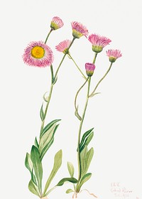 Meadow Fleabane (Erigeron speciosus) (1920) by <a href="https://www.rawpixel.com/search/Mary%20Vaux%20Walcott?sort=curated&amp;page=1">Mary Vaux Walcott</a>. Original from The Smithsonian. Digitally enhanced by rawpixel.