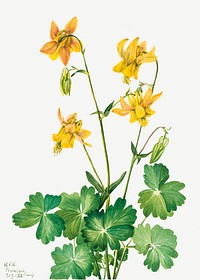 Lemon Columbine (Aquilegia flavescens) (1925) by <a href="https://www.rawpixel.com/search/Mary%20Vaux%20Walcott?sort=curated&amp;page=1">Mary Vaux Walcott</a>. Original from The Smithsonian. Digitally enhanced by rawpixel.
