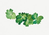 Lemon columbine leaves psd botanical illustration watercolor