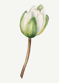 White american waterlily flowerbud psd botanical illustration watercolor