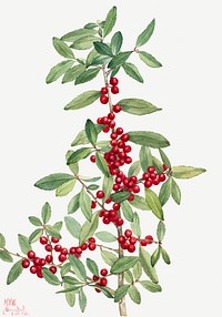 Red yaupon berry psd botanical illustration watercolor