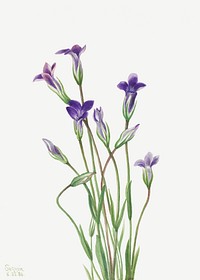 Gentian (Gentiana holopetala) (1936) by <a href="https://www.rawpixel.com/search/Mary%20Vaux%20Walcott?sort=curated&amp;page=1">Mary Vaux Walcott</a>. Original from The Smithsonian. Digitally enhanced by rawpixel.