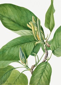 Cucumbertree (Magnolia acuminata) (1922) by <a href="https://www.rawpixel.com/search/Mary%20Vaux%20Walcott?sort=curated&amp;page=1">Mary Vaux Walcott</a>. Original from The Smithsonian. Digitally enhanced by rawpixel.