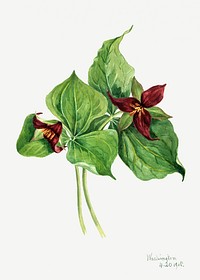 Red Trillium (Trillium erectum) (1918) by <a href="https://www.rawpixel.com/search/Mary%20Vaux%20Walcott?sort=curated&amp;page=1">Mary Vaux Walcott</a>. Original from The Smithsonian. Digitally enhanced by rawpixel.