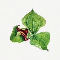 Giant trillium flower botanical illustration watercolor, remixed from the artworks by <a href="https://www.rawpixel.com/search/Mary%20Vaux%20Walcott?sort=curated&amp;page=1" target="_blank">Mary Vaux Walcott</a>