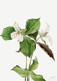 Large white trillium flower psd botanical illustration watercolor