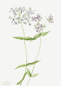 Blue Phlox (Phlox divaricata) (1917) by <a href="https://www.rawpixel.com/search/Mary%20Vaux%20Walcott?sort=curated&amp;page=1">Mary Vaux Walcott</a>. Original from The Smithsonian. Digitally enhanced by rawpixel.