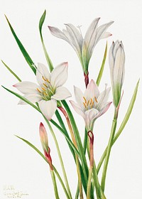 Atamasco Lily psd botanical illustration watercolor