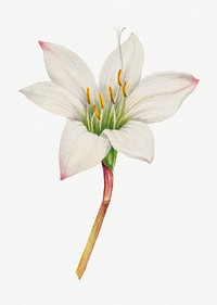 White tamasco lily flower psd botanical illustration watercolor