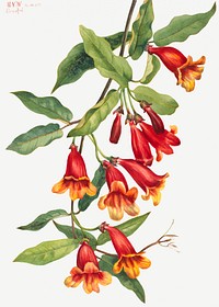 Red crossvine flower psd botanical illustration watercolor