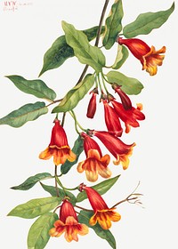 Crossvine (Anisostichus capreolatus) (1925) by <a href="https://www.rawpixel.com/search/Mary%20Vaux%20Walcott?sort=curated&amp;page=1">Mary Vaux Walcott</a>. Original from The Smithsonian. Digitally enhanced by rawpixel.