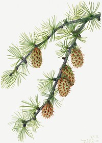 Western Larch (Larix occidentalis) (1923) by Mary Vaux Walcott. Original from The Smithsonian. Digitally enhanced by rawpixel.