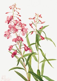 Fireweed psd botanical illustration watercolor