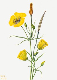 Goldenbowl Mariposa (Calochortus claratus) (1926) by <a href="https://www.rawpixel.com/search/Mary%20Vaux%20Walcott?sort=curated&amp;page=1">Mary Vaux Walcott</a>. Original from The Smithsonian. Digitally enhanced by rawpixel.
