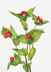 Fairy–bells (Disporum hookeri) (1933) by Mary Vaux Walcott. Original from The Smithsonian. Digitally enhanced by rawpixel.