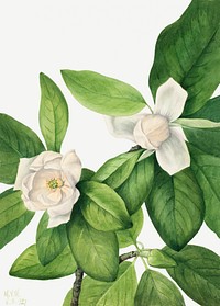 Sweetbay (Magnolia virginiana) (1927) by <a href="https://www.rawpixel.com/search/Mary%20Vaux%20Walcott?sort=curated&amp;page=1">Mary Vaux Walcott</a>. Original from The Smithsonian. Digitally enhanced by rawpixel.