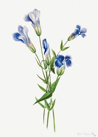 Fringed Gentian (Gentiana crinita) (1905) by <a href="https://www.rawpixel.com/search/Mary%20Vaux%20Walcott?sort=curated&amp;page=1">Mary Vaux Walcott</a>. Original from The Smithsonian. Digitally enhanced by rawpixel.