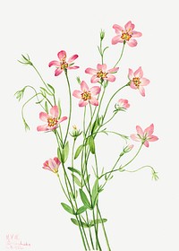 Pink saltmarsh rosegentian flower psd botanical illustration watercolor