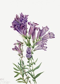 Purple pentstemon psd botanical illustration watercolor