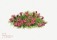 Moss campion flower psd botanical illustration watercolor