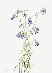 Harebell (Campanula rotundifolia) (1916) by <a href="https://www.rawpixel.com/search/Mary%20Vaux%20Walcott?sort=curated&amp;page=1">Mary Vaux Walcott</a>. Original from The Smithsonian. Digitally enhanced by rawpixel.