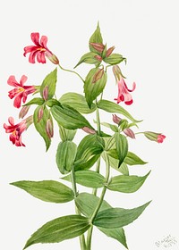 Lewis Monkey Flower (Mimulus lewisii) (1899) by <a href="https://www.rawpixel.com/search/Mary%20Vaux%20Walcott?sort=curated&amp;page=1">Mary Vaux Walcott</a>. Original from The Smithsonian. Digitally enhanced by rawpixel.