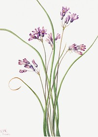 Wild Hyacinth (Brodiaea pulchella) (1927) by Mary Vaux Walcott. Original from The Smithsonian. Digitally enhanced by rawpixel.